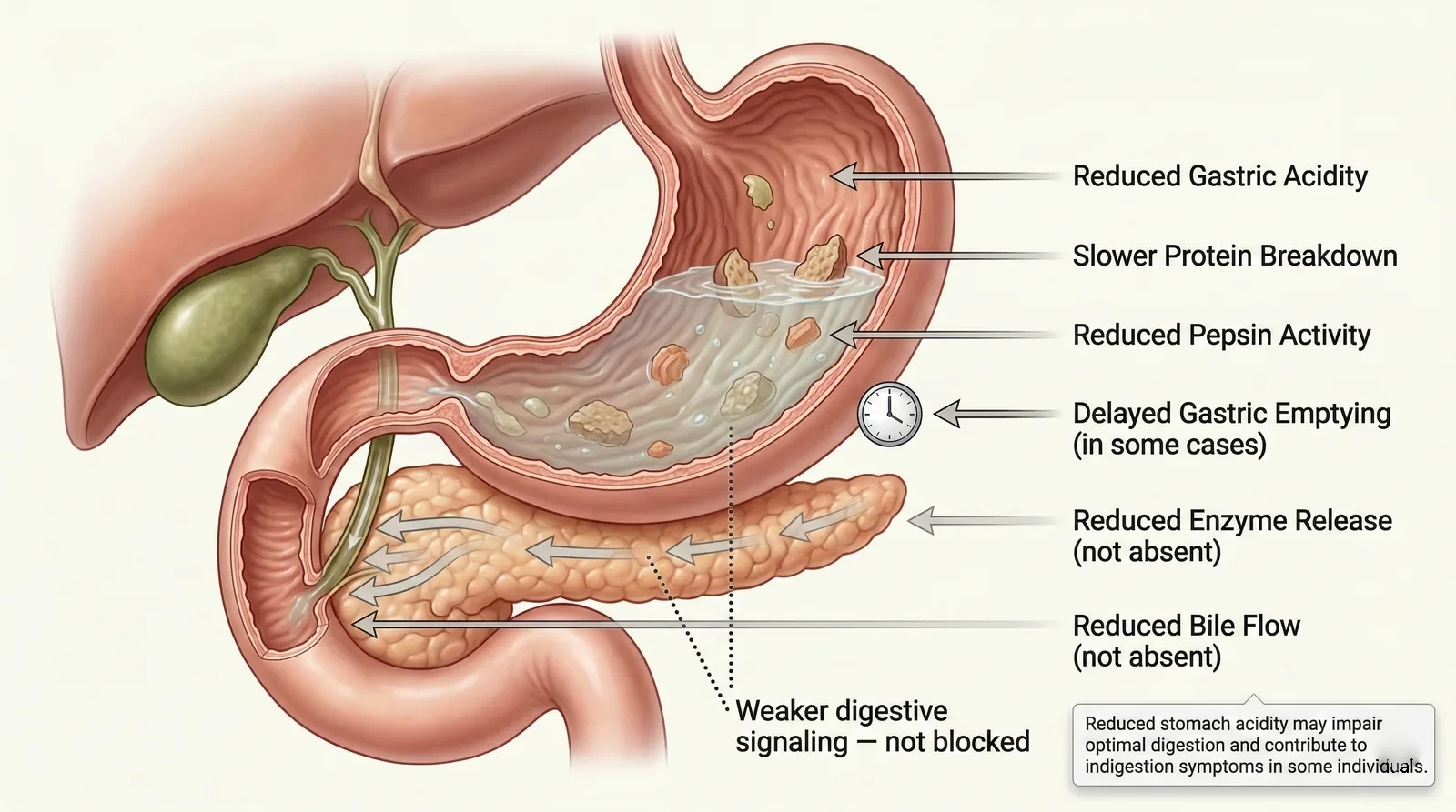 Illustration of how low stomach acid may weaken early digestion